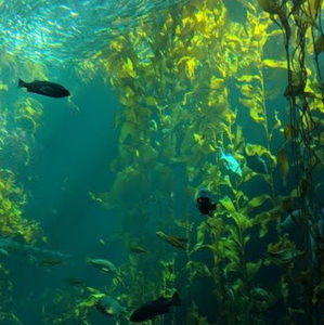 Meet your Posher, River